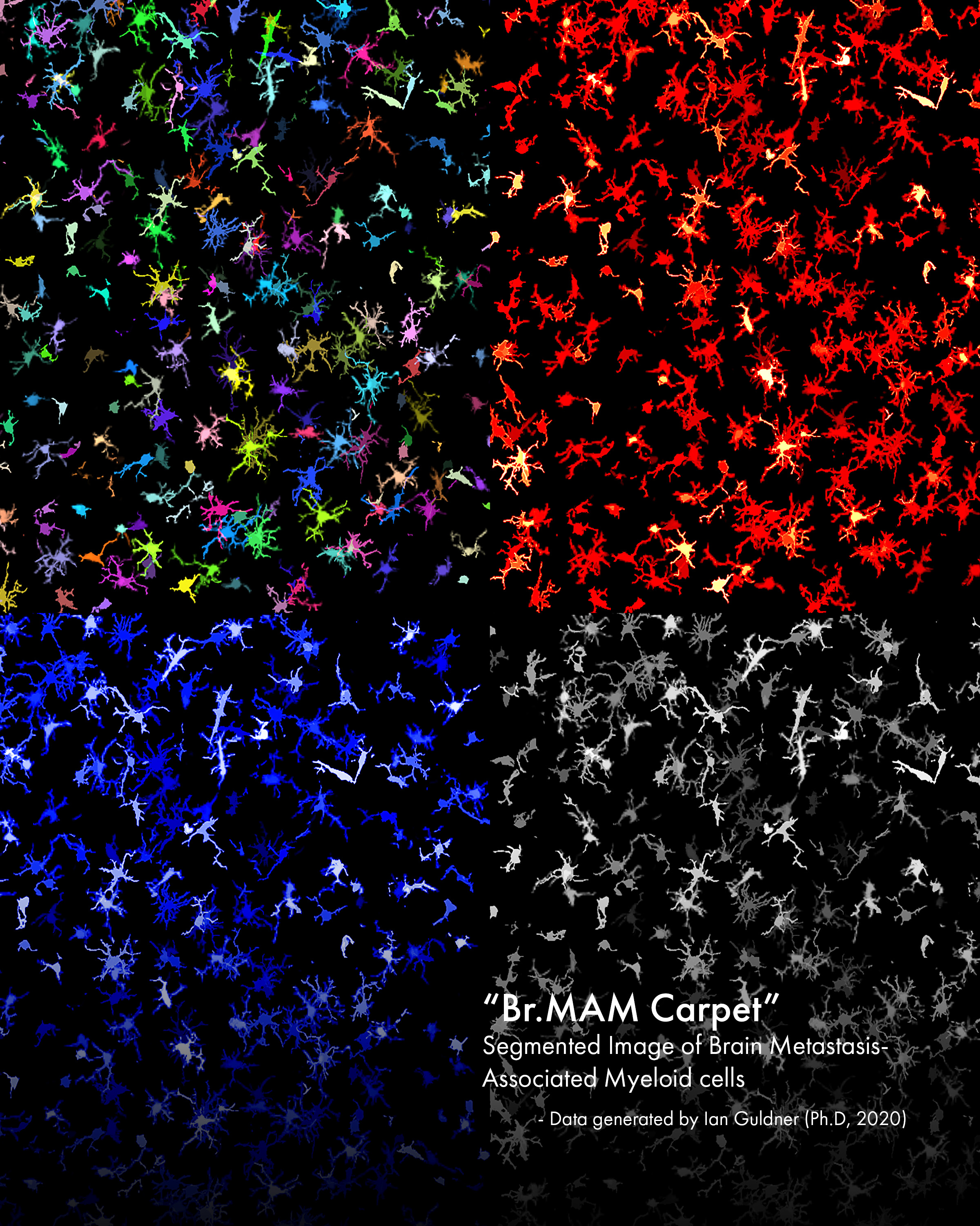 Microglia