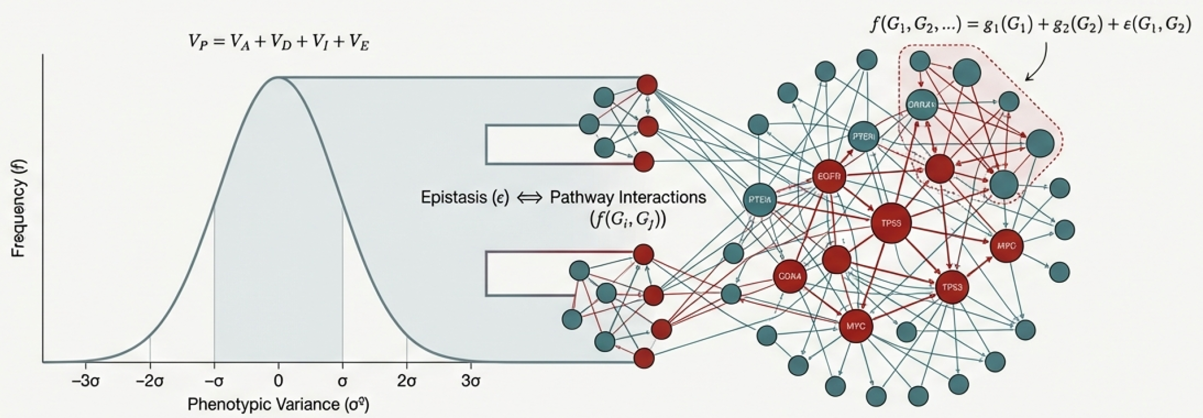 Epistasis: Evolving Definitions Across Biological Disciplines diagram